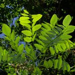 Robinia pseudoacacia Blad