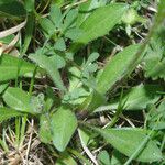 Erigeron neglectus Yaprak