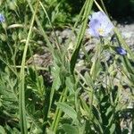 Polemonium pulcherrimum عادت