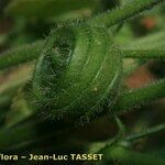 Medicago scutellata Fruto