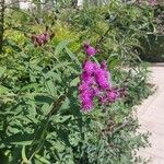 Vernonia gigantea Flower