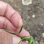 Lathyrus pratensis Leaf