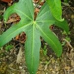 Anthurium pedatoradiatum Leaf