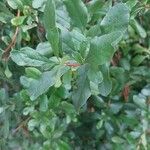 Escallonia illinita पत्ता