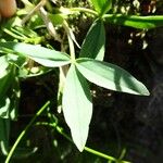 Trifolium alpinum Liść