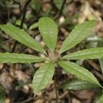 Pachira dolichocalyx Leaf