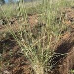 Stipagrostis ciliata Likasa