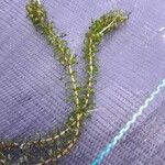 Elodea nuttallii Hoja