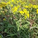 Senecio vernalis Fuelha