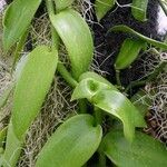 Vanilla planifolia Φύλλο