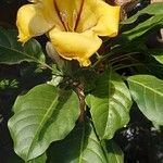 Solandra maxima Blüte