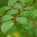 Rosa abietina Leaf