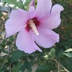 Hibiscus syriacusफूल