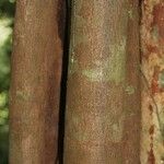 Vouacapoua americana Bark