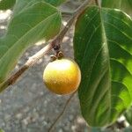 Diospyros dichrophylla Frukto