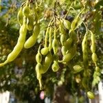 Sophora japonica Fruit