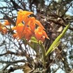 Polystachya epiphytica Blüte