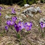 Crocus heuffelianus Çiçek