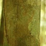 Mouriri nervosa Kabuk