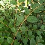 Loropetalum chinense Leaf