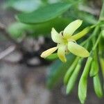 Pavetta gardeniifolia Blomst