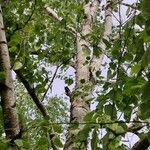 Betula papyrifera बार्क (छाल)