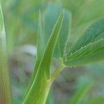 Trifolium rubens چھال