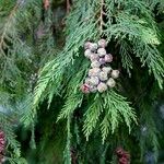 Chamaecyparis lawsoniana Leaf