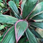 Cordyline fruticosa Hostoa