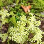 Petrosedum sediformeFlower