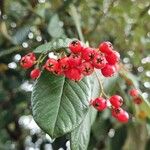 Cotoneaster coriaceus Fruit