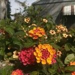 Lantana aculeataBlodyn