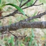 Viburnum propinquum Bark