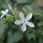 Plumbago zeylanica Flower