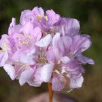 Armeria pungens Flor