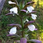 Acanthus mollis Kwiat