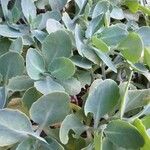 Sedum telephium Leaf