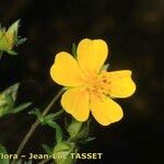 Potentilla pyrenaica Flower