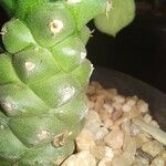 Euphorbia ritchiei Altres