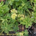 Alchemilla pentaphyllea Övriga