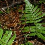 Blechnum diversifolium 整株植物