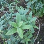 Rhododendron canadense Hoja