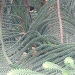 Araucaria biramulata Sonstige