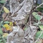 Colutea arborescens Fruit