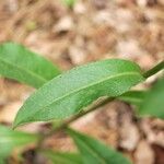 Chrysopsis mariana Leaf