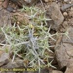 Eryngium triquetrum Vivejo