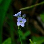 Veronica americana Blüte