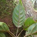 Elaeocarpus dognyensis ഇല