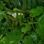 Romanzoffia californica Habitat