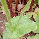 Doronicum caucasicum ഇല